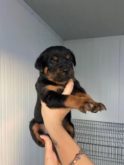 Sağlıklı Rottweiler Yavrular