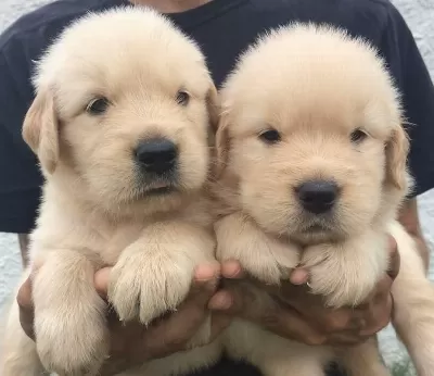 Golden Retriever Yavrulari