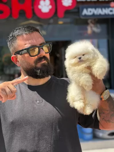Show Kalite Ayı Surat Pomeranian Yavrularımız