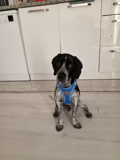 Alman Pointer Erkek Köpeğimize Yuva Arıyoruz
