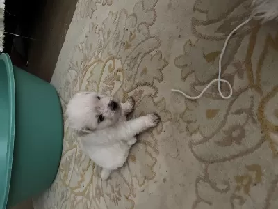 Korekan Maltese Terrier