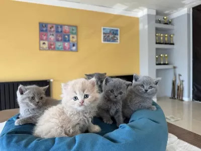 Kediciden Renk Renk British Shorthair Yavrulari Ankara