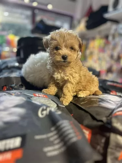 Efsane Güzellikte Hipoalerjenik Teacup Maltipoo