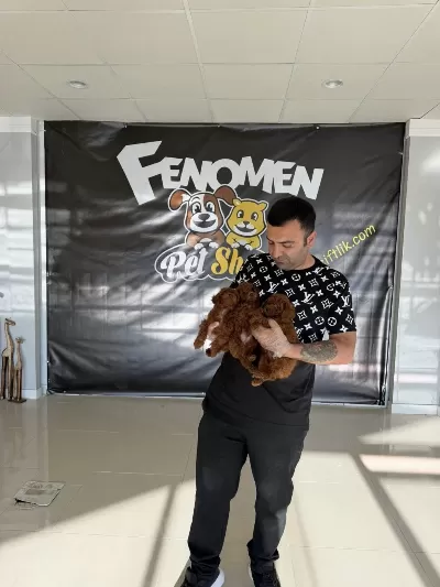 Shoooowwww Kalite Toy Poodle Yavrular Ankara Mağazamızda