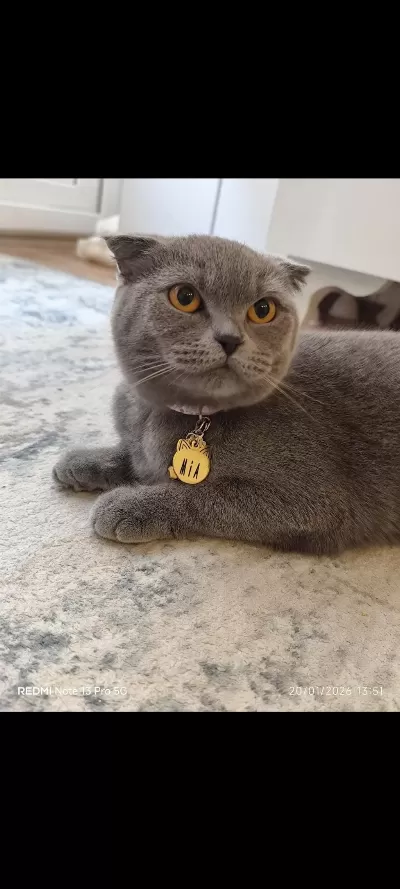 Çok Uysal Kisirlaştirilmiş Scottish Fold Kedimiz