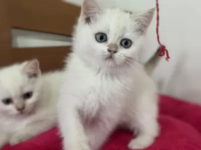 Show Kalite Goldenpoint British Shorthair Yavrular