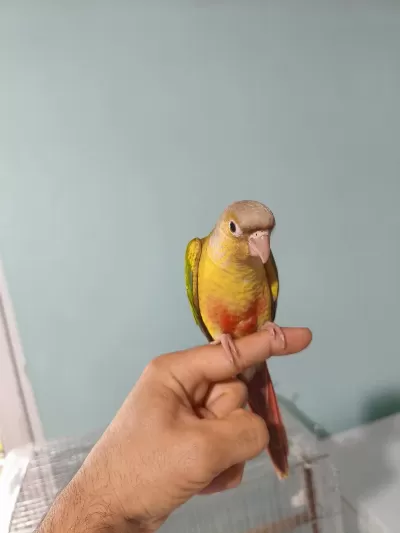 2 Aylık Yavru Konur Papağanı 1 Adet Kaldı