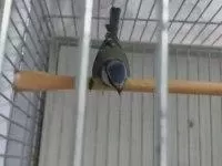Mavi Baştankara Kuşu Erkek