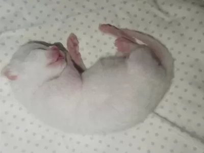 British Shorthair Sahiplendirme Beyaz