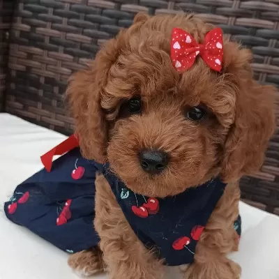 Toy Poodle Minik Yavrular