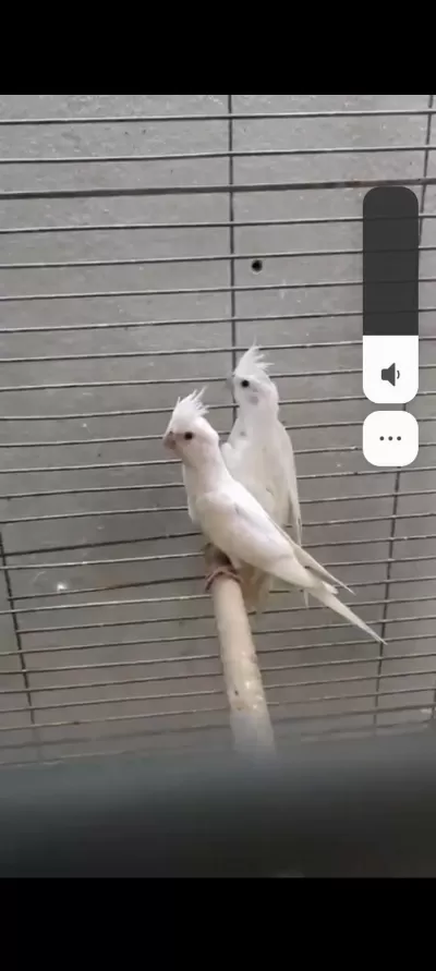 Albino Kırmızı Göz Yavru 3 Adet Sultan