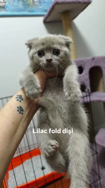 Scottish Fold Kedilerimiz