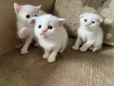 Safkan British Shorthair Yavrusu Yeni Yuvasını Arıyor