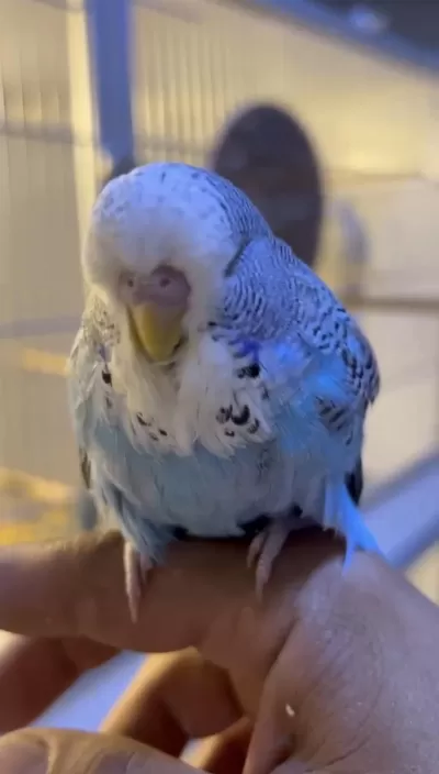 Show Jumbo Erkek Muhabbet Kuşu Bebek Yavru