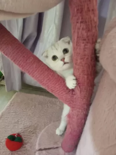 Scottish Fold Lilac Silver Tabby. Safkan Bebek Catteryden