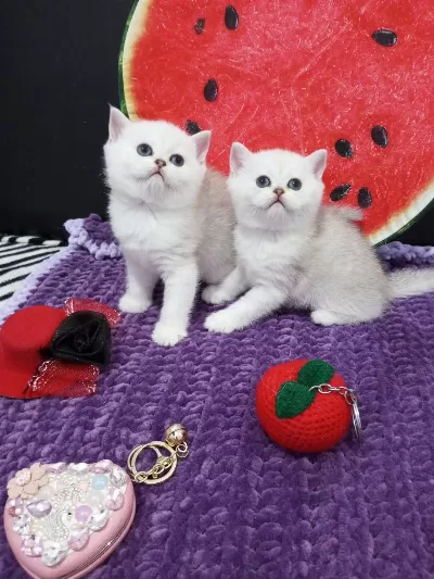 1,5-2,5 Aylık Safkan Yavru Kediler Catteryden