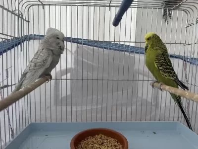 Çift Jumbo Muhabbet Kuşu