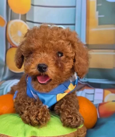Toy Poodle Minik Yavrular