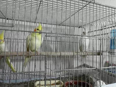 Sultan Papağanı Albino Grey Lutino