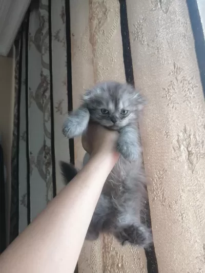 Kediler Çok Çok Uyguna Gidiyorlar