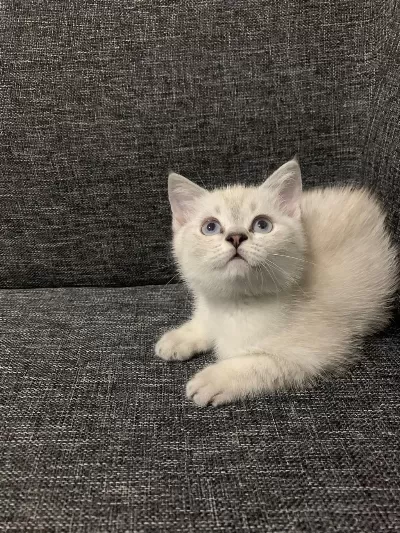 Sevimli Cadı Kedimiz Yeni Yuva Arıyor