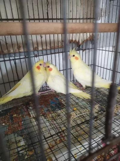 Kaliteli Jumbo Boy Sultan Papağanı Yavrularım