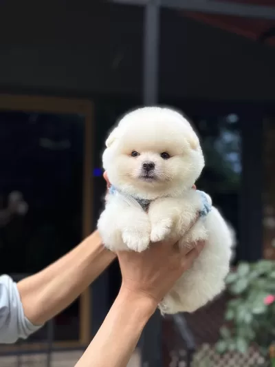 Sağlık Ve İrk Garantili Pomeranian Boo Köpeği