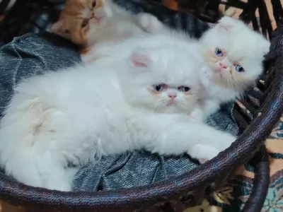 Kaliteli Ve Uygun Yavru Kediler
