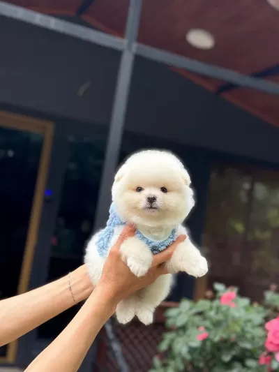 Sağlık Ve İrk Garantili Pomeranian Boo