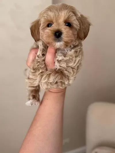 İrk Ve Sağlik Garantili Maltipoo