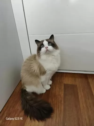 Hazır Ragdoll Erkek 2 Yaşında