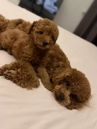 Sağlıklı Toy Poodle 2 Aylık