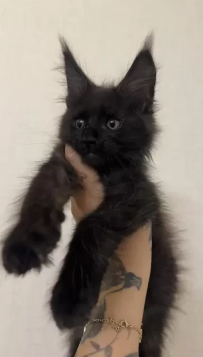 Polydactyly Maine Coon Bebekler