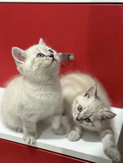 Uyguna Lynx British Shorthair Yavrularimiz