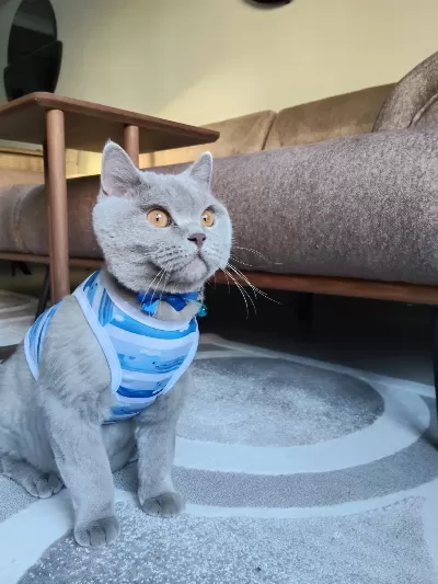 British Shorthair Ücretsiz Sahiplendirme