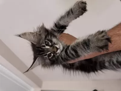 Şecereli Maine Coon Yavrular 2.5 Aylık