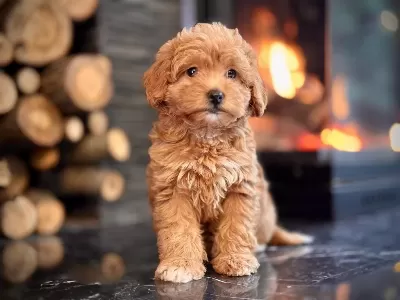 Hipoalerjanik Toy Poodle Bebeklerim