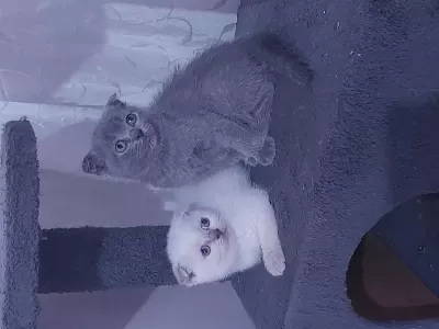Son 2 Adet Dişi Scottish Fold Topkafa Yavrular