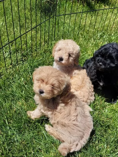 Zekasıyla Büyüleyen Hipoalerjenik 3 Aylık Maltipoo