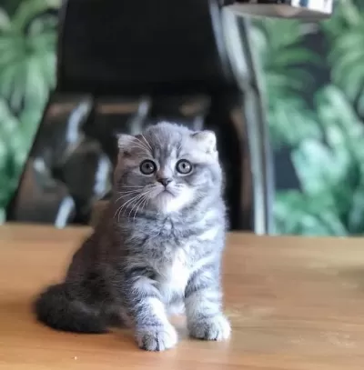 Scottish Fold Sevimli Yavrularim