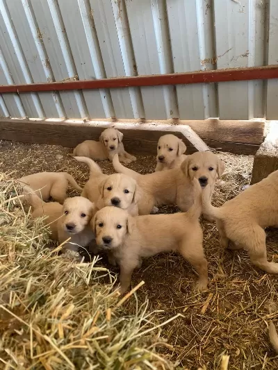 Golden Aşılı Bebekler