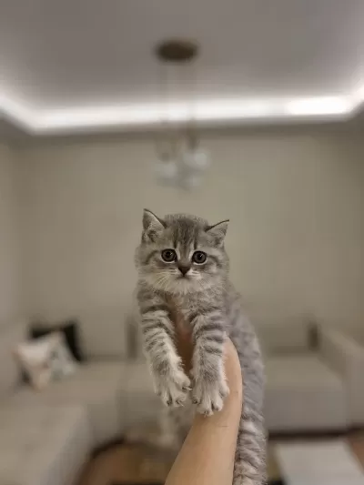 Safkan British Shorthair Yavrularim