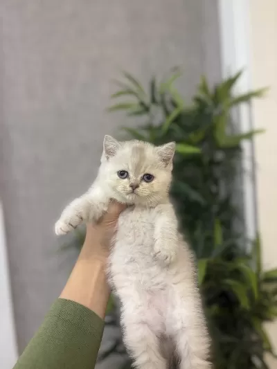 British Shorthair Silver Yavrularim
