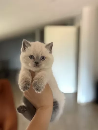 British Shorthair Blue Point Yavrularim