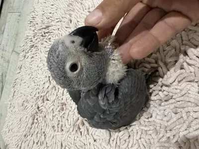 El Beslemesi Çok Evcil Bebek Jako Papağani