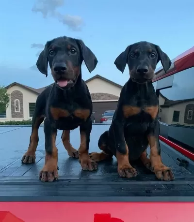 A Kalite Garantili Doberman Bebekler