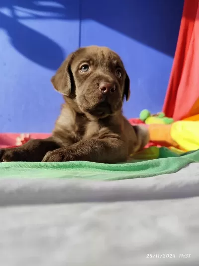 Çok Uygun Rakamlara Labrador Yavrular