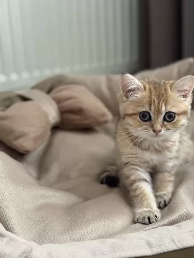 9 Aylık Mikroçipli British Shorthair Gold Dişi