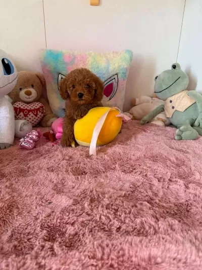 Toy Poodle Cinsi Köpekler