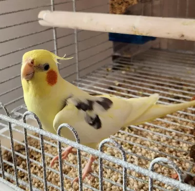 2 Yaşında Konuşan Erkek Sultan Papağanı